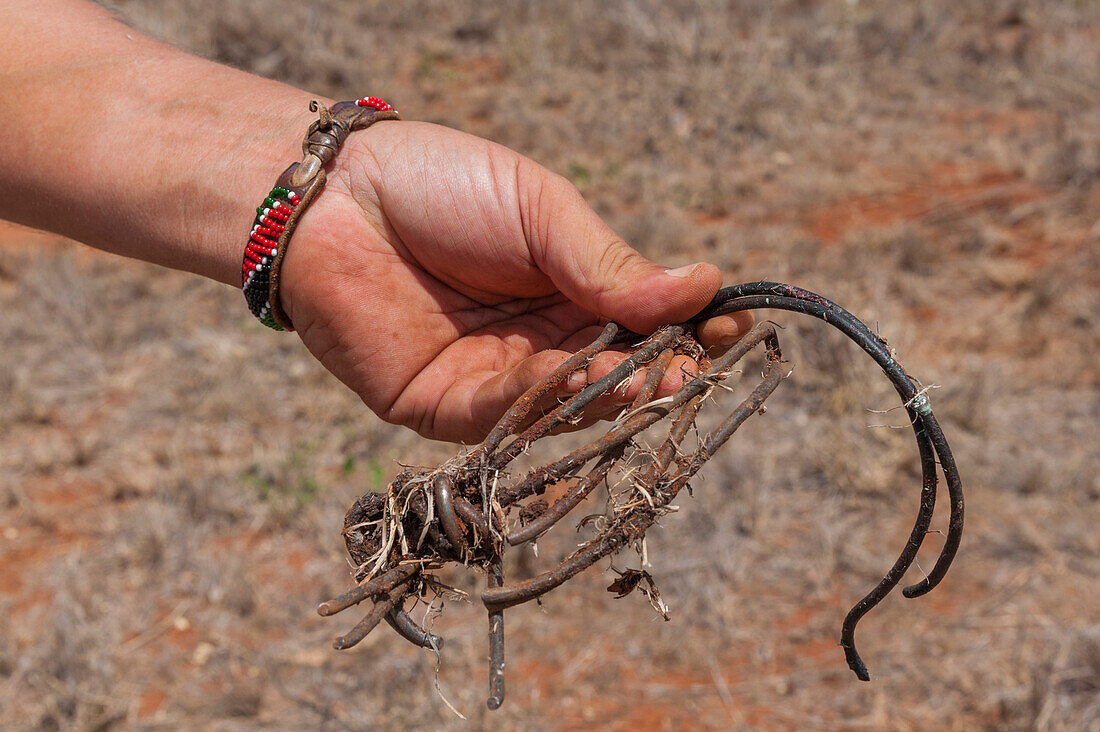 A member of Kenya Wildlife Services mobile veterinary unit holds a poachers snare removed from a giraffe's leg. Voi, Lualenyi Game Reserve, Kenya.