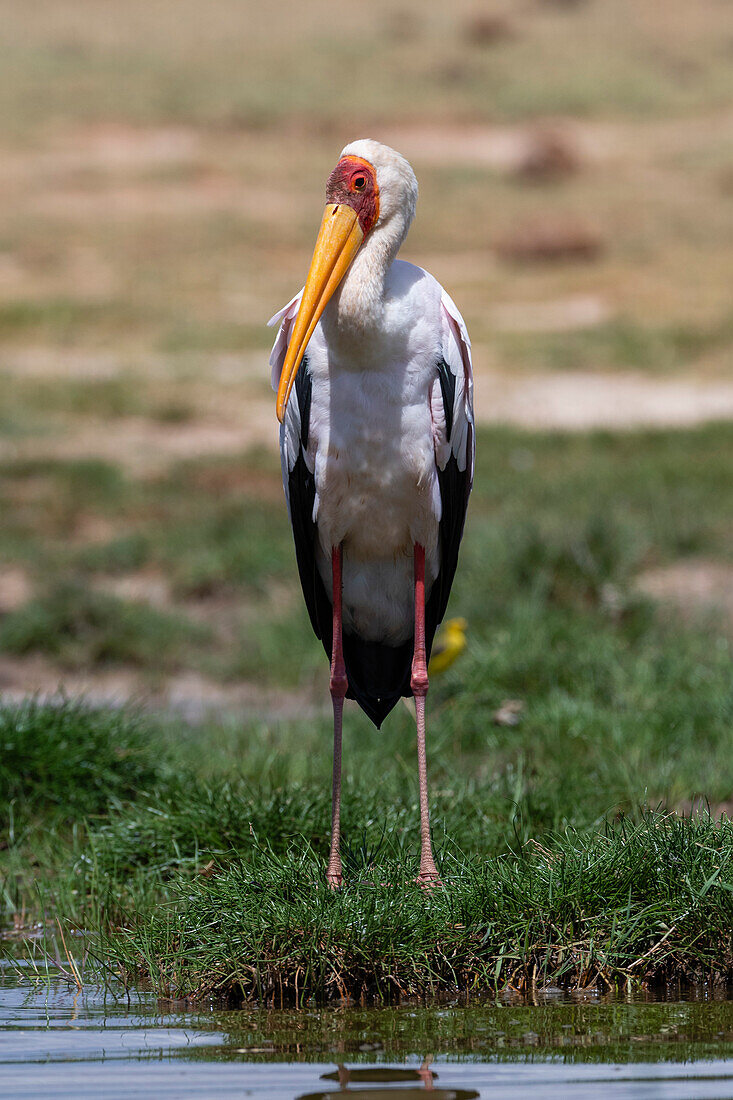 Ein Gelbschnabelstorch, Mycteria ibis, am Ufer des Lake Gipe. Voi, Tsavo-Schutzgebiet, Kenia.