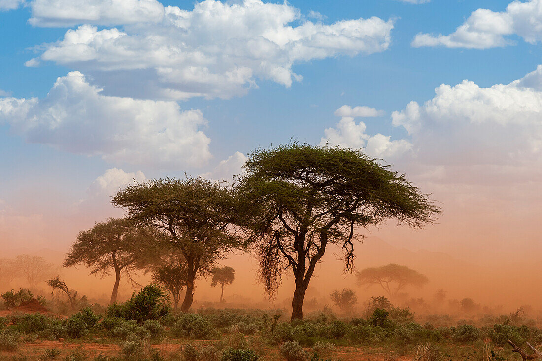 Ein Staubsturm trifft auf Tsavo West. Voi, Tsavo-Schutzgebiet, Kenia.