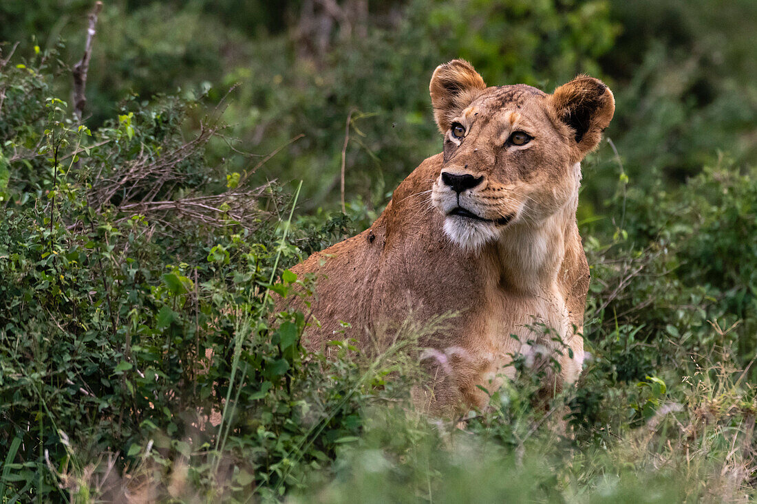 Eine Löwin, Panthera leo, im Busch auf einem Felsvorsprung, der als Löwenfelsen im Lualenyi-Reservat bekannt ist. Voi, Tsavo-Nationalpark, Kenia.