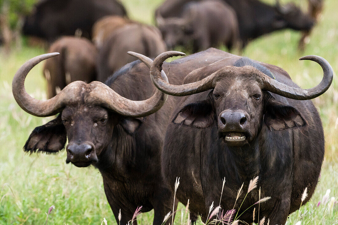 Afrikanische Büffel, Syncerus caffer, schauen in die Kamera. Voi, Tsavo-Nationalpark, Kenia.