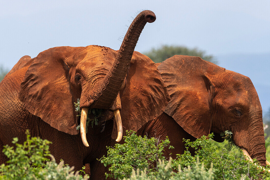 An African elephant, Loxodonta africana, browsing. Voi, Tsavo National Park, Kenya.