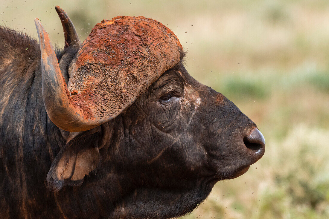 Nahaufnahme eines afrikanischen Büffels, Syncerus caffer. Voi, Tsavo-Nationalpark, Kenia.