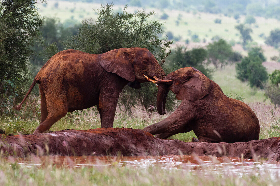 Two African elephants, Loxodonta africana, sparring in the red mud of Tsavo National Park. Voi, Tsavo, Kenya