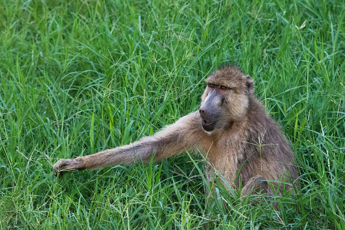 Ein gelber Pavian, Papio hamadryas cynocephalus, im grünen Gras. Voi, Tsavo, Kenia