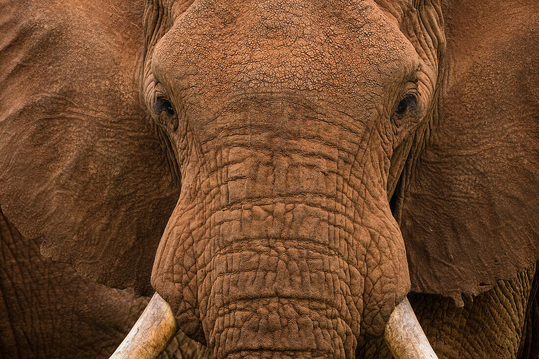 Close up potrait of an African elephant, Loxodonta africana. Voi, Tsavo, Kenya