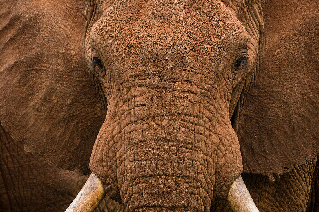 Nahaufnahme eines afrikanischen Elefanten, Loxodonta africana. Voi, Tsavo, Kenia
