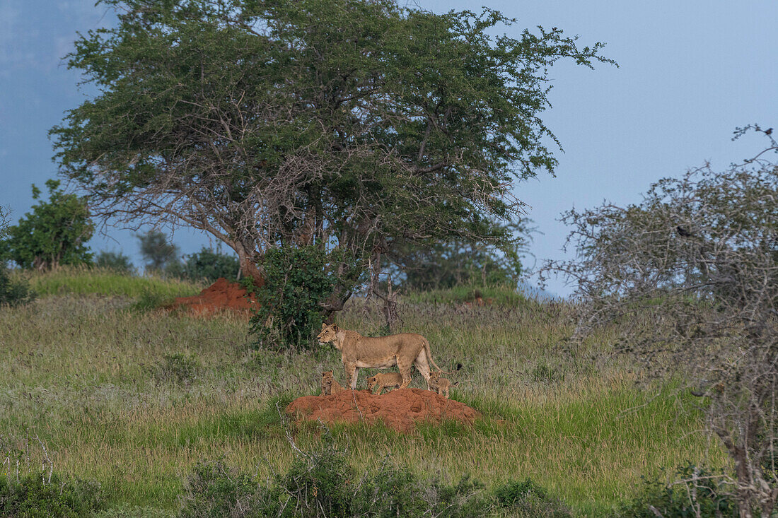 Eine Löwin, Panthera leo, und ihre vier Jungtiere auf einem Termitenhügel. Voi, Tsavo, Kenia