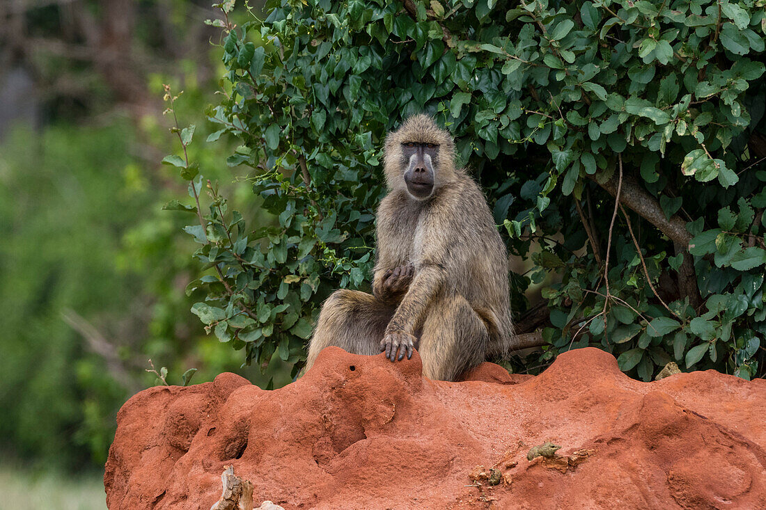 A yellow baboon, Papio hamadryas cynocephalus, on a termite mound. Voi, Tsavo, Kenya