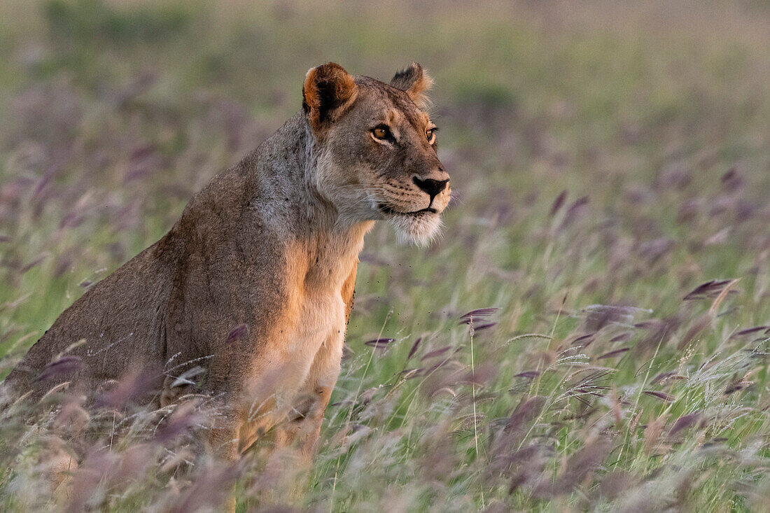Porträt einer Löwin, Panthera leo, in einem Feld mit lila Gras. Voi, Tsavo, Kenia