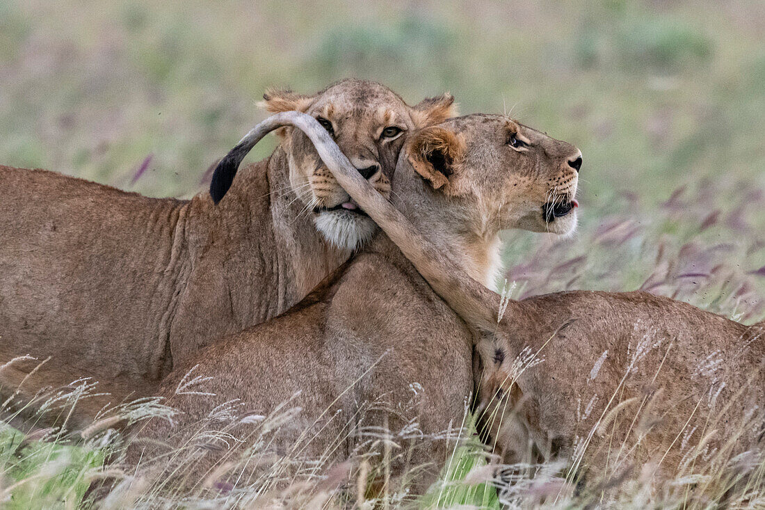 A lioness, Panthera leo, and her cubs. Voi, Tsavo, Kenya