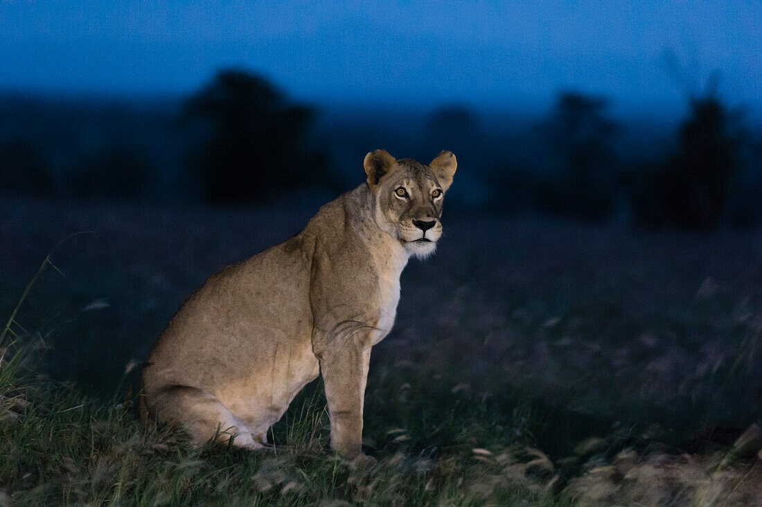 A lioness, Panthera leo, at night. Voi, Tsavo, Kenya