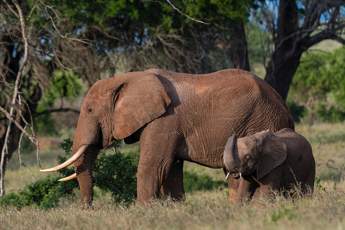 Ein weiblicher Afrikanischer Elefant, Loxodonta africana, mit seinem Kalb. Voi, Tsavo, Kenia