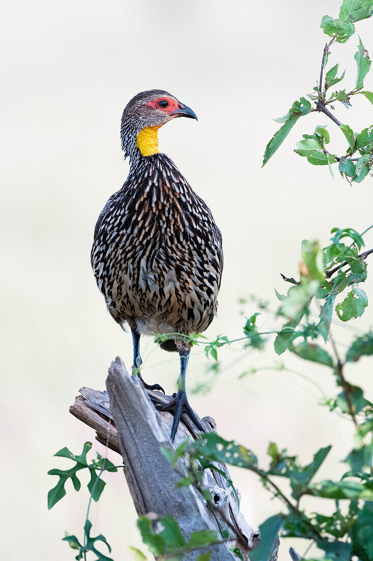 Porträt eines Gelbhalspapageis, Pternistis leucoscepus, der auf einem Baumstamm sitzt Voi, Tsavo, Kenia