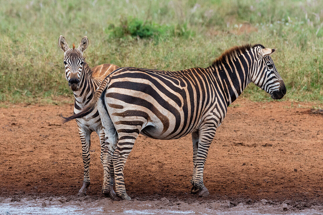 Ein junges Steppenzebra, Equus quagga, neben seiner Mutter. Voi, Tsavo, Kenia