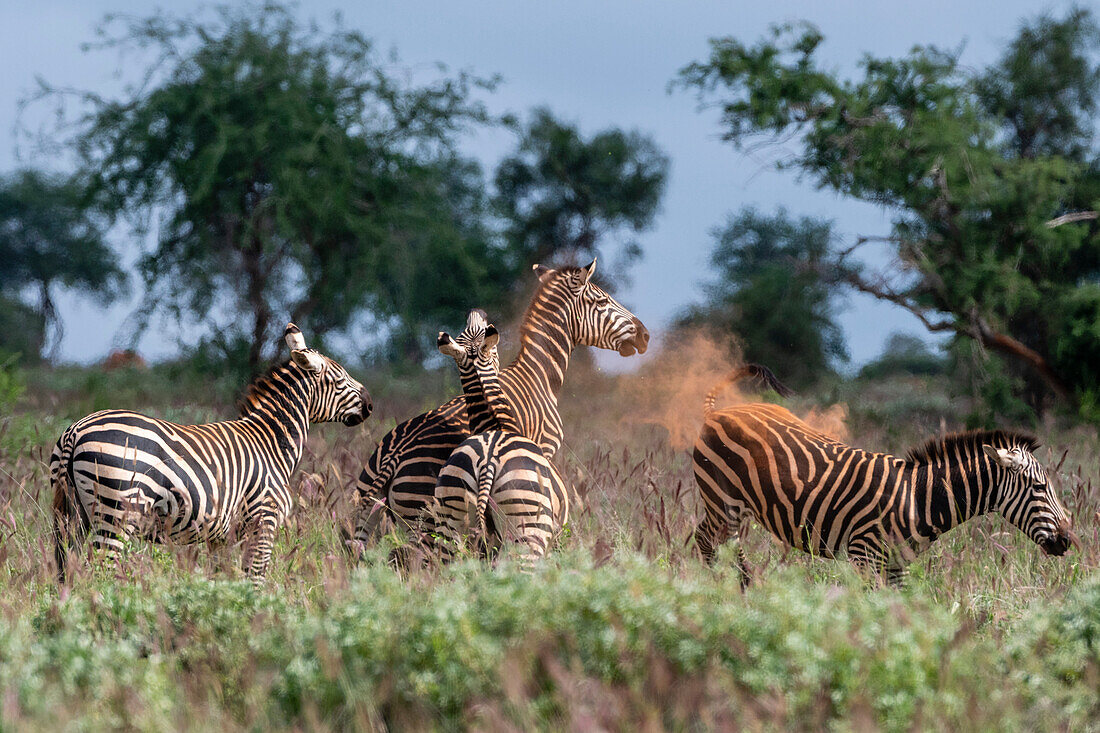 Plains zebras, Equus quagga, fighting. Voi, Tsavo, Kenya