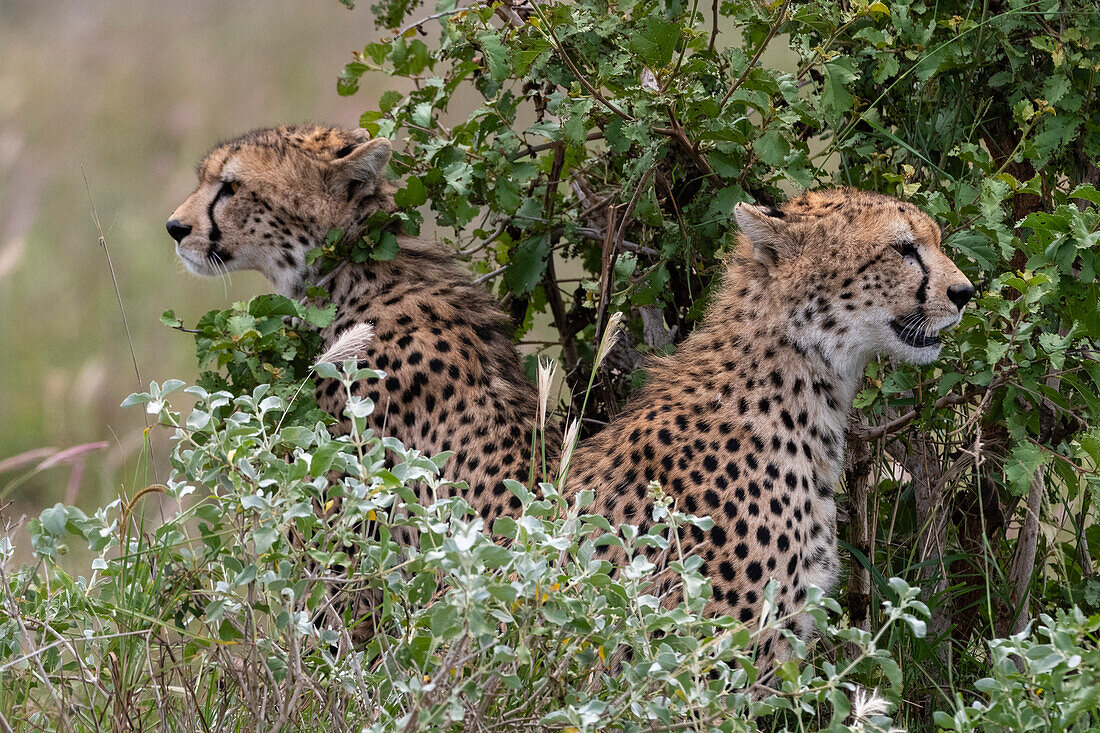 Zwei Gepardenbrüder, Acynonix jubatus, sitzen und schauen die Umgebung an. Voi, Tsavo, Kenia