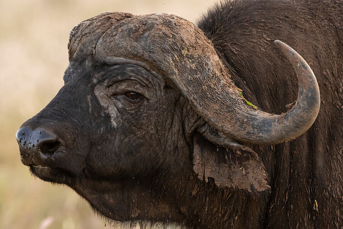 Close up portrait of a Cape buffalo, Syncerus caffer. Voi, Tsavo, Kenya