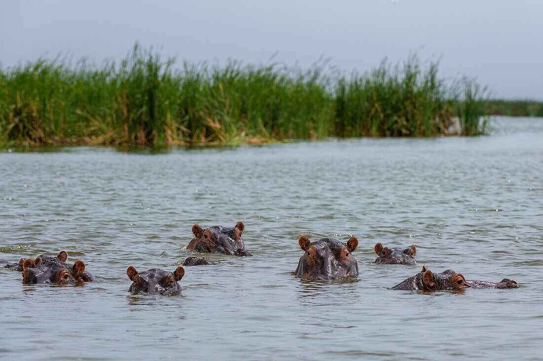 Hippopotamuses, Hippopotamus amphibius, emerging from Lake Jipe. Voi, Tsavo, Kenya