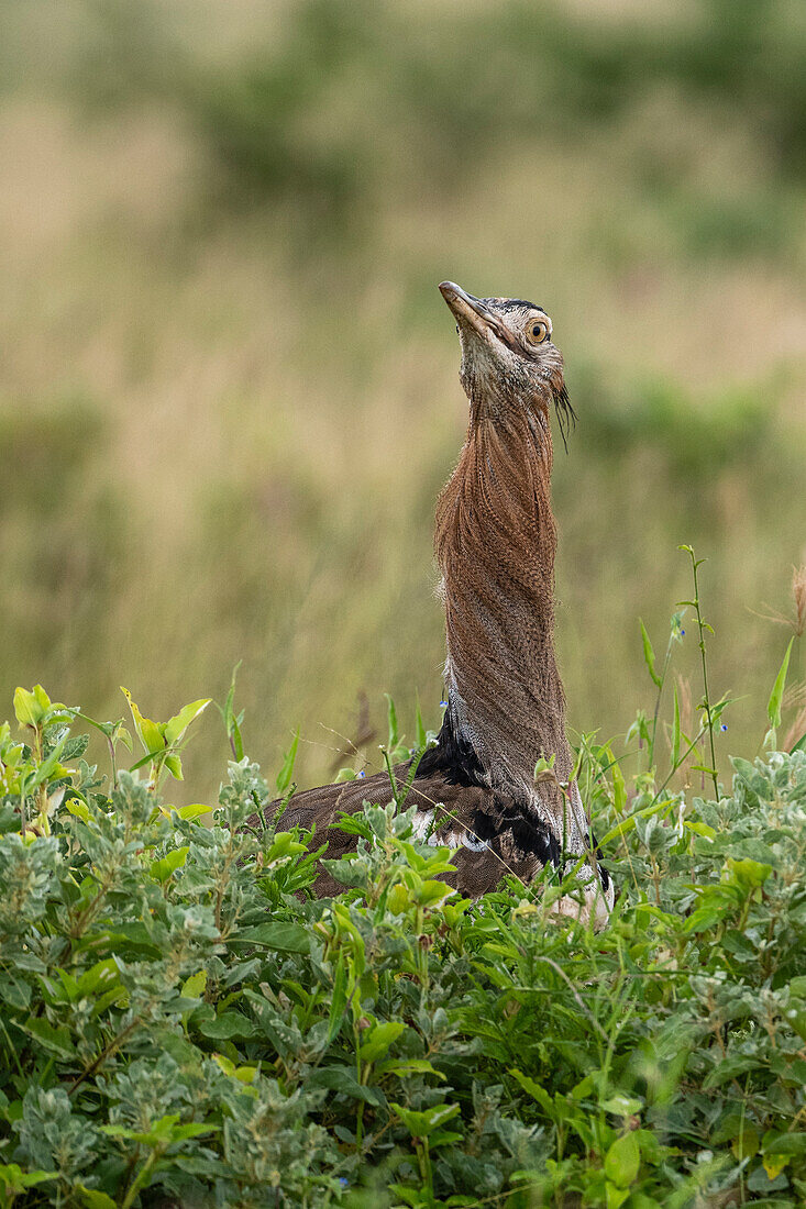 Kori-Trappe (Ardeotis kori), Tsavo, Kenia.