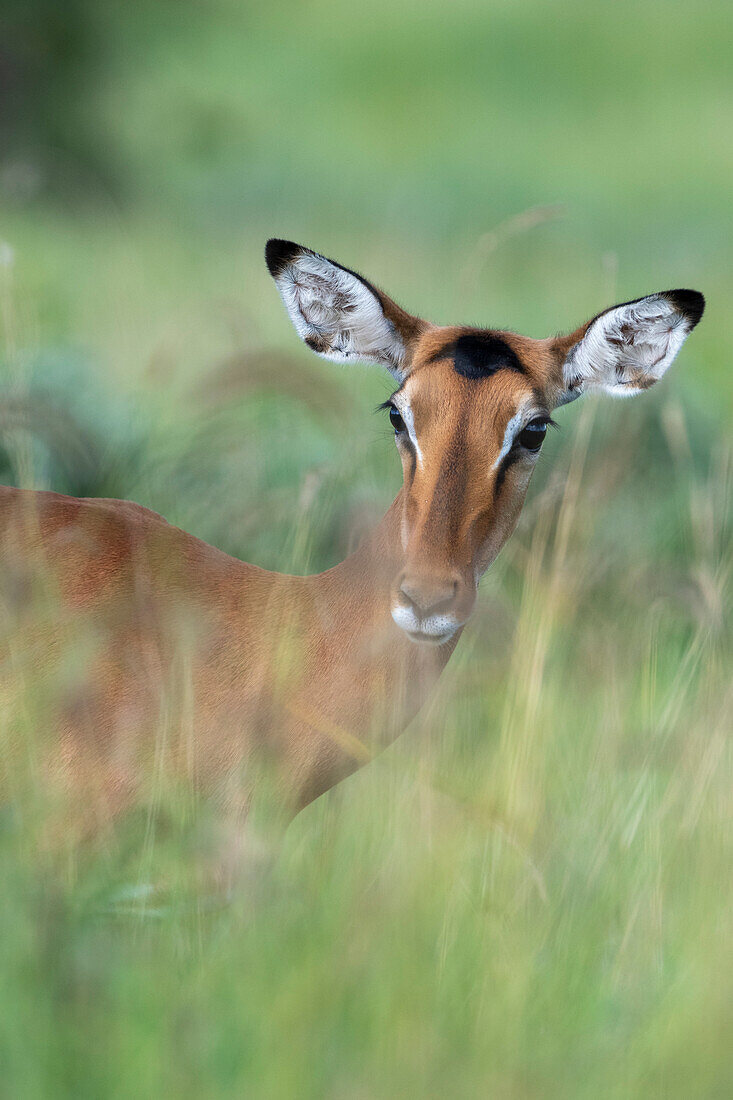 Impala (Aepyceros melampus), Tsavo, Kenia.