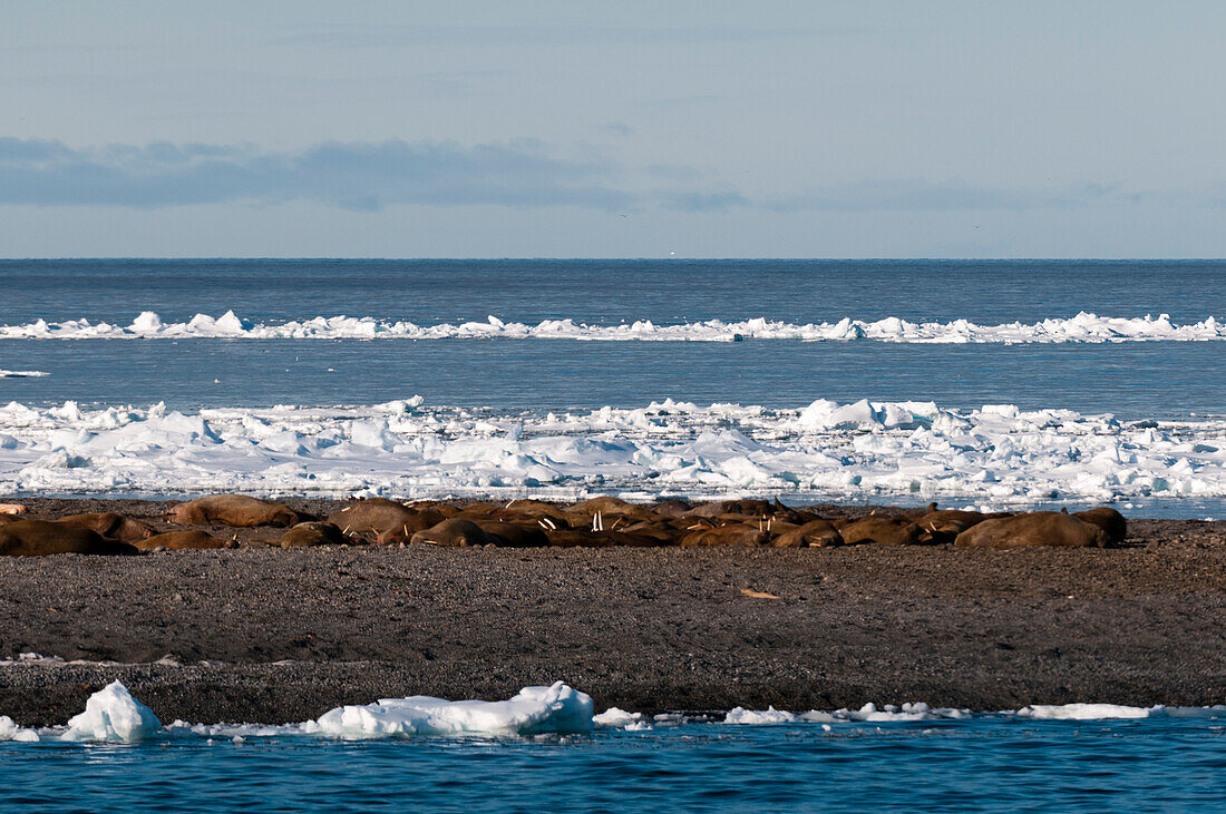 Eine Walrosskolonie sonnt sich auf einem Landstreifen inmitten von Eisschollen in der Arktis. Moffen, Svalbard, Norwegen.