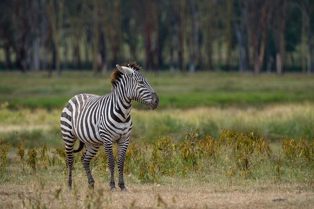 Ein Steppenzebra, Equus quagga, im Lake Nakuru National Park. Nakuru-See-Nationalpark, Kenia, Afrika.