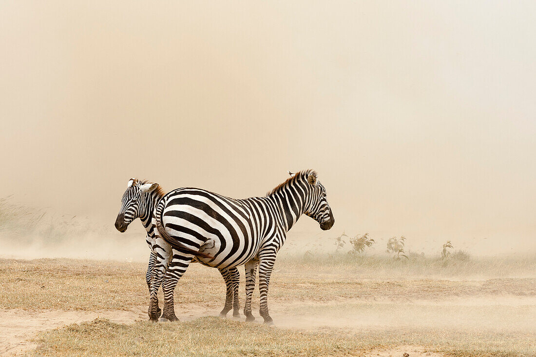 Plains zebras, Equus quagga, in a dust storm at Lake Nakuru National Park. Lake Nakuru National Park, Kenya, Africa.