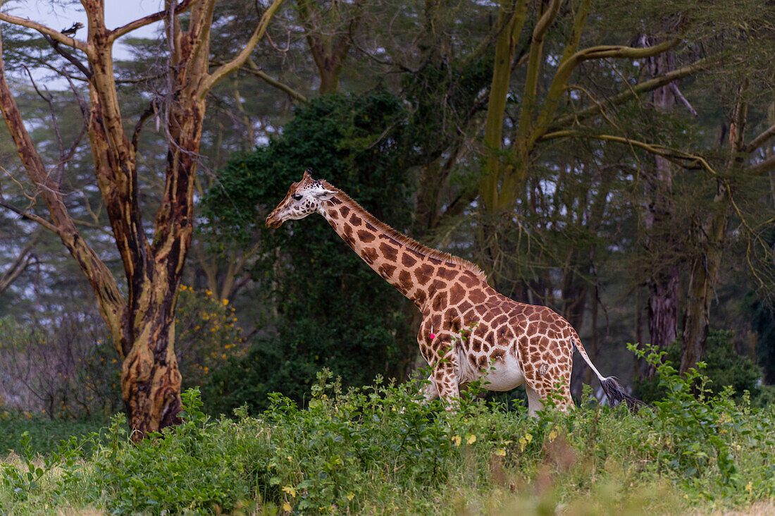 Eine Giraffe, Giraffa camelopardalis, mit einem Pfeil im linken Bein. Nakuru-See-Nationalpark, Kenia, Afrika.