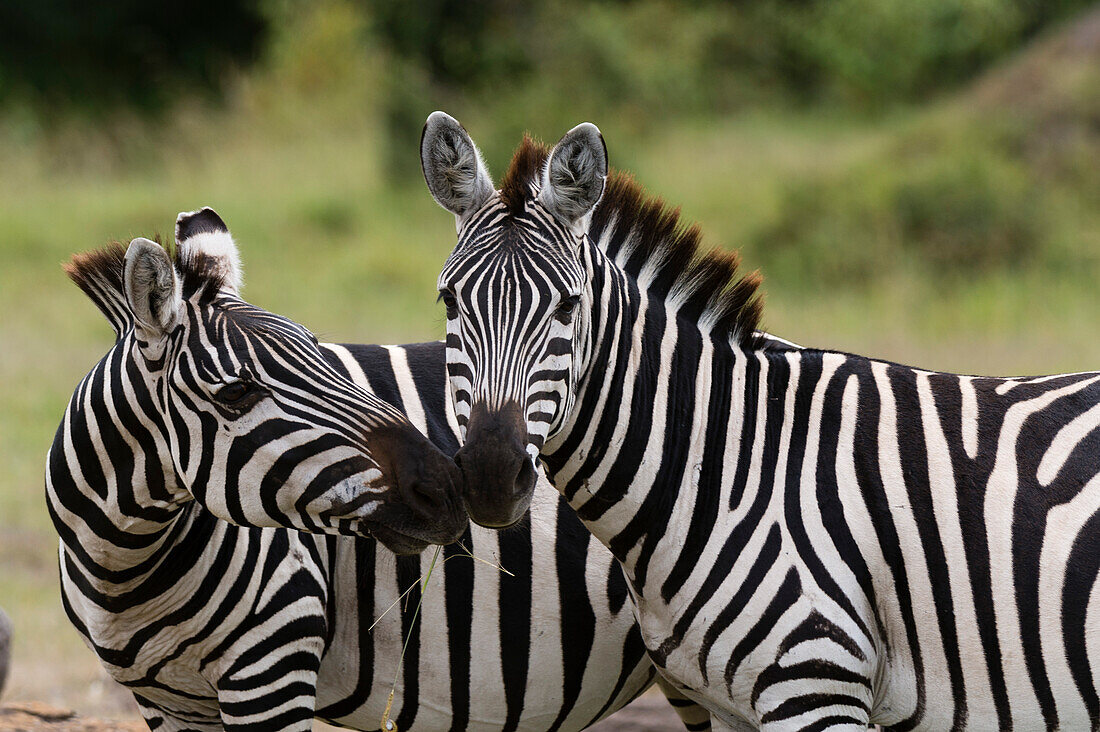 A pair of two plains zebras, Equus quagga.