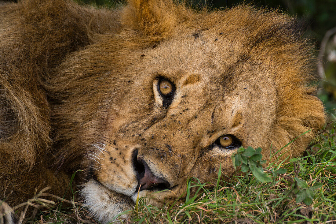 Nahaufnahme eines männlichen Löwen, Panthera leo, der der Kamera zugewandt ist.