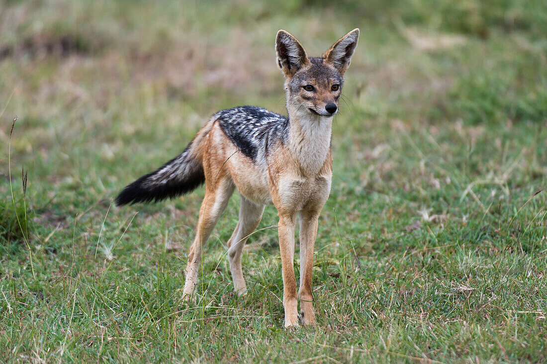 Porträt eines Schabrackenschakals, Canis mesomelas. Masai Mara Nationalreservat, Kenia, Afrika.