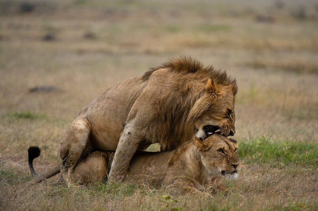 Lions mating, Panthera leo.