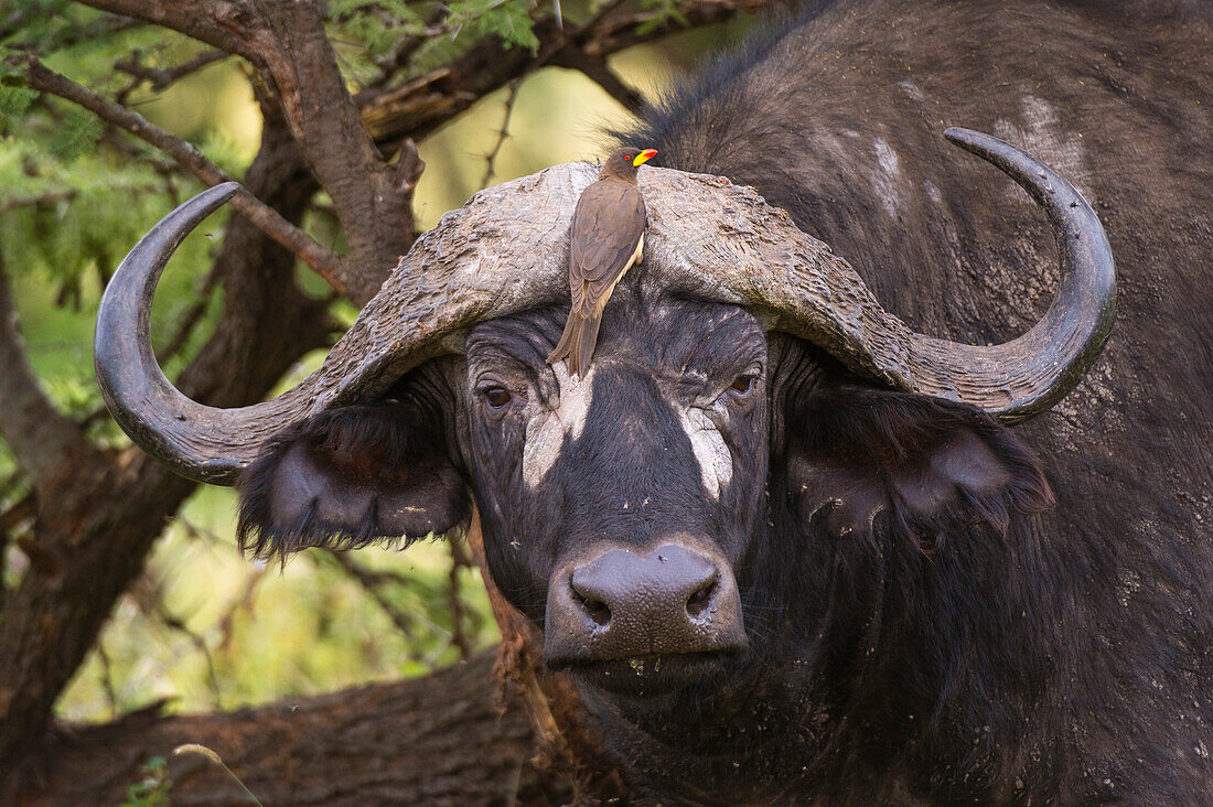 Ein Rotschnabel-Madenhacker, Buphagus erythrorhynchus, auf einem Kapbüffel, Syncerus caffer.