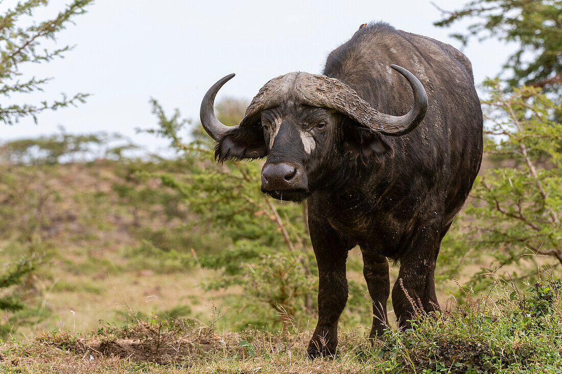 A Cape buffalo, Syncerus caffer.