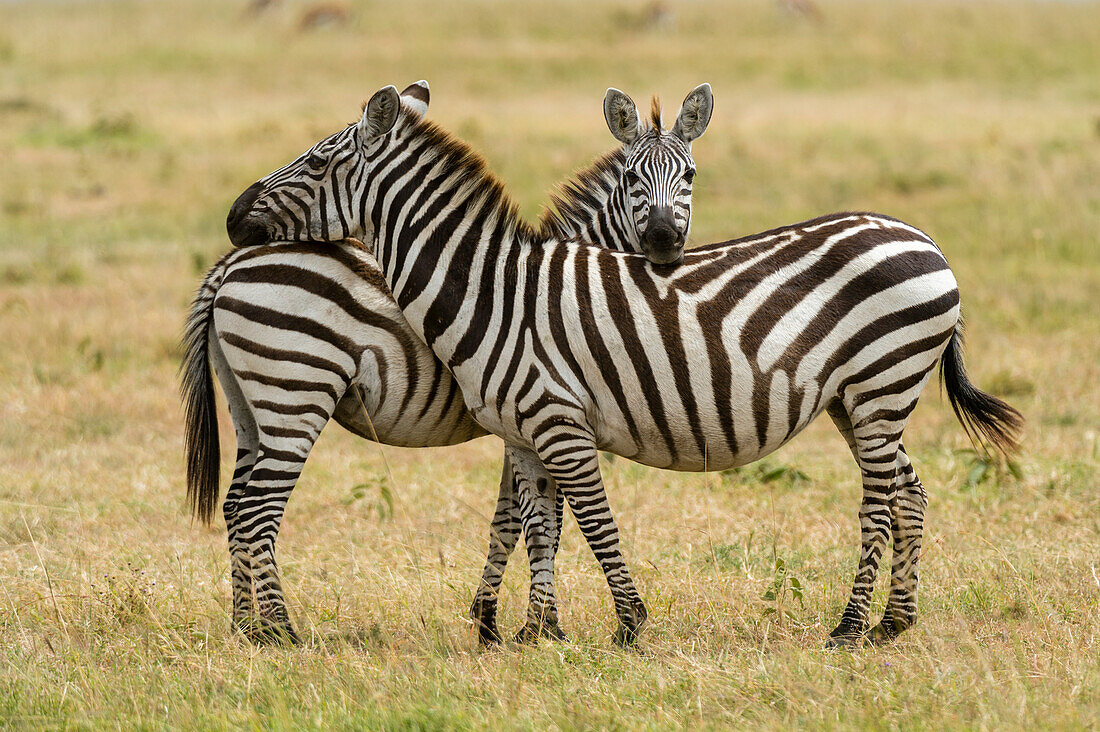 Two plains zebras, Equus quagga, one facing the camera.