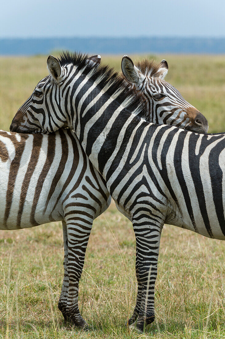 Ein Paar Steppenzebras, Equus quagga, im Masai Mara Nationalreservat. Masai Mara-Nationalreservat, Kenia, Afrika.