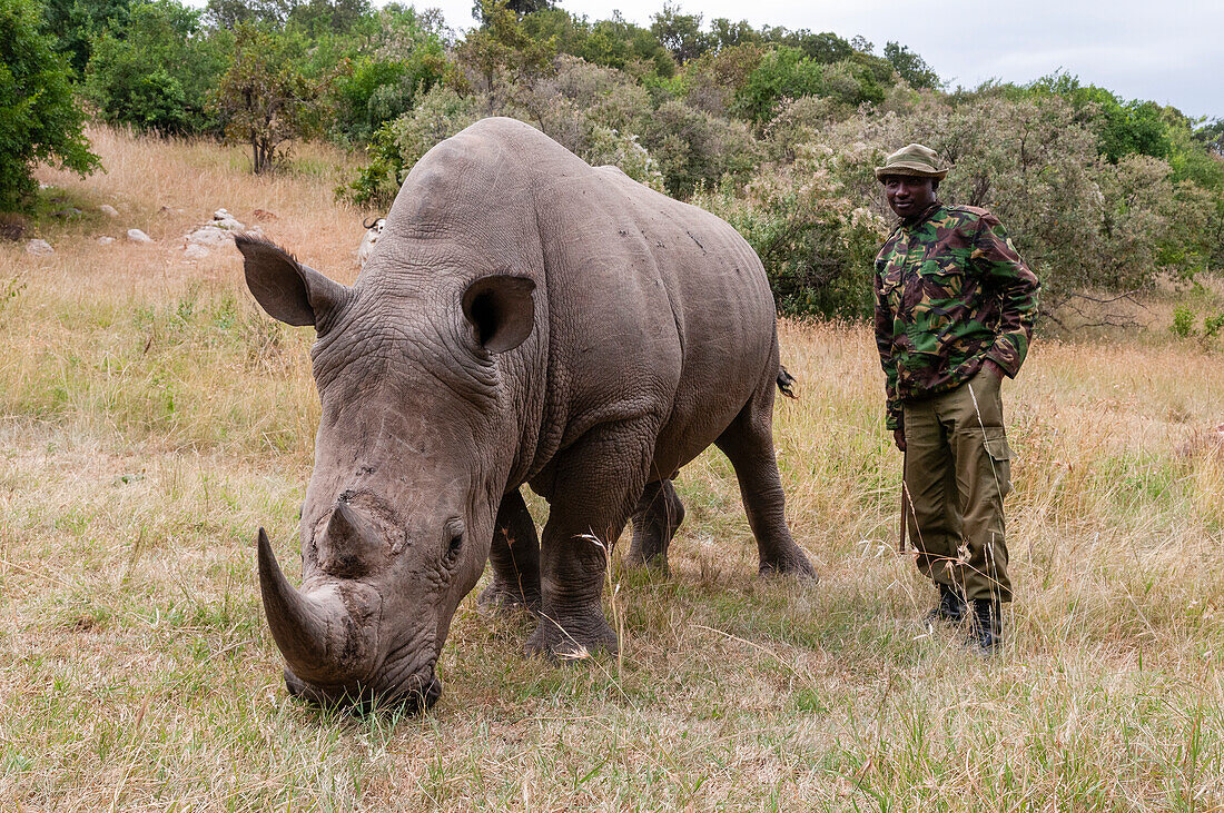 A man with White rhinoceros, Ceratotherium simum, in Masai Mara Rhino Sanctuary. Masai Mara National Reserve, Kenya, Africa.