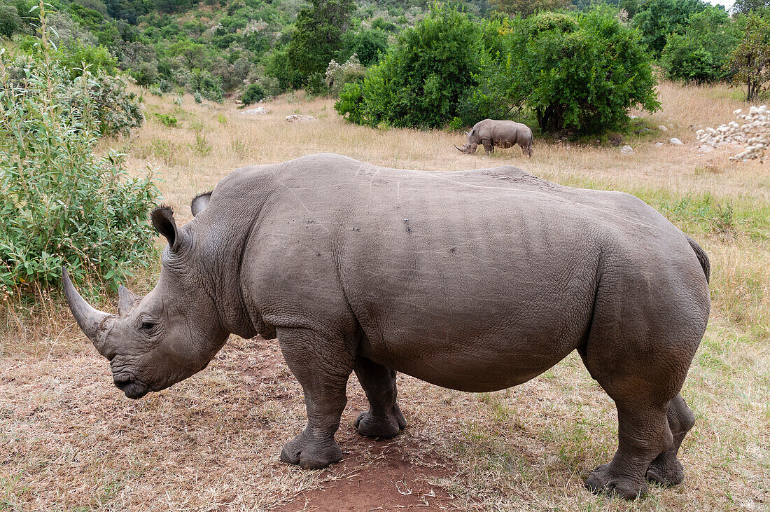 A white rhinoceros, Ceratotherium simum, in Masai Mara Rhino Sanctuary. Masai Mara National Reserve, Kenya, Africa.
