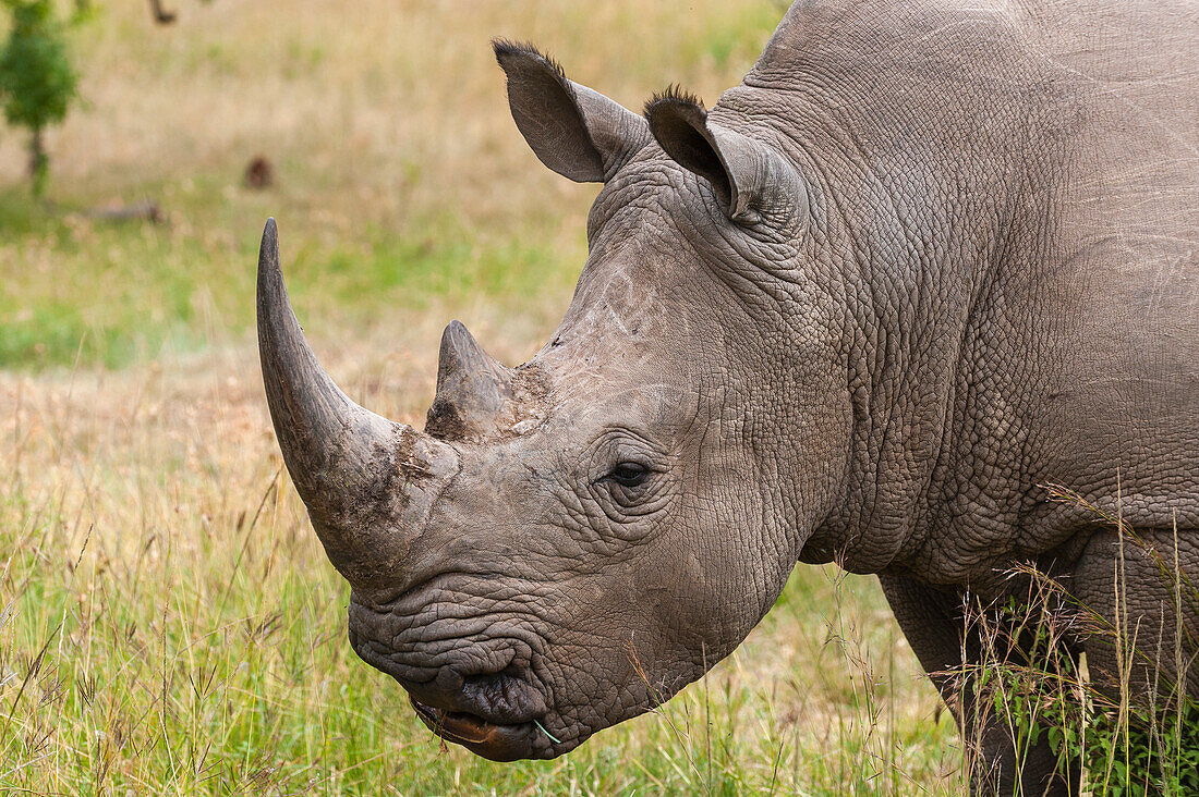 A white rhinoceros, Ceratotherium simum, in Masai Mara Rhino Sanctuary. Masai Mara National Reserve, Kenya, Africa.