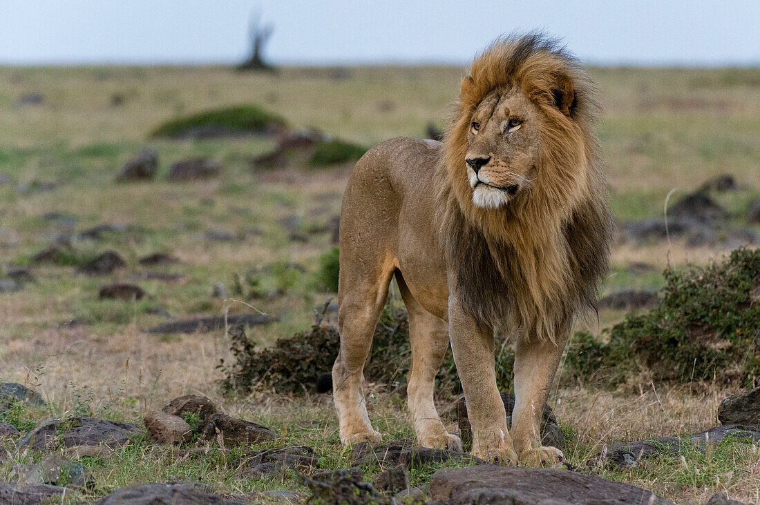 Ein männlicher Löwe, Panthera leo, schaut sich die Umgebung an. Masai Mara-Nationalreservat, Kenia, Afrika.