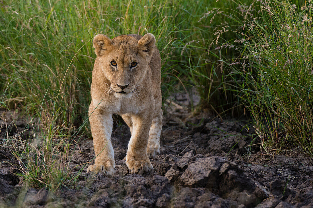 Portrait of a lion cub, Panthera leo, at Masai Mara National Reserve. Masai Mara National Reserve, Kenya, Africa.