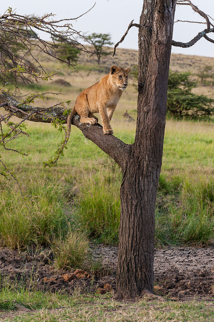 Ein Löwenjunges, Panthera leo, sitzt auf einem Baumast.