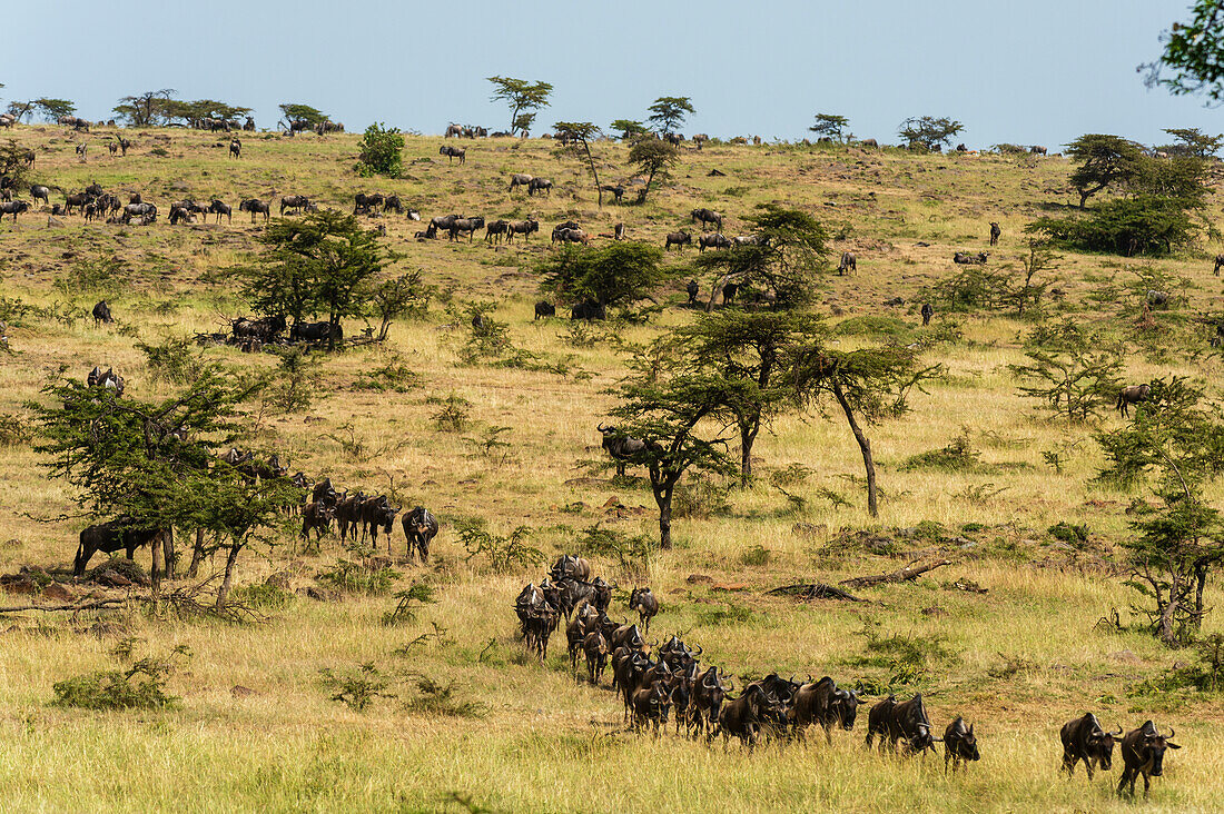 Herd of blue wildebeest, Connochaetes taurinus, at Masai Mara National Reserve. Masai Mara National Reserve, Kenya, Africa.