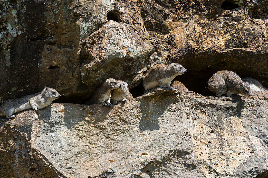 Rock dassies, Procavia capensis.