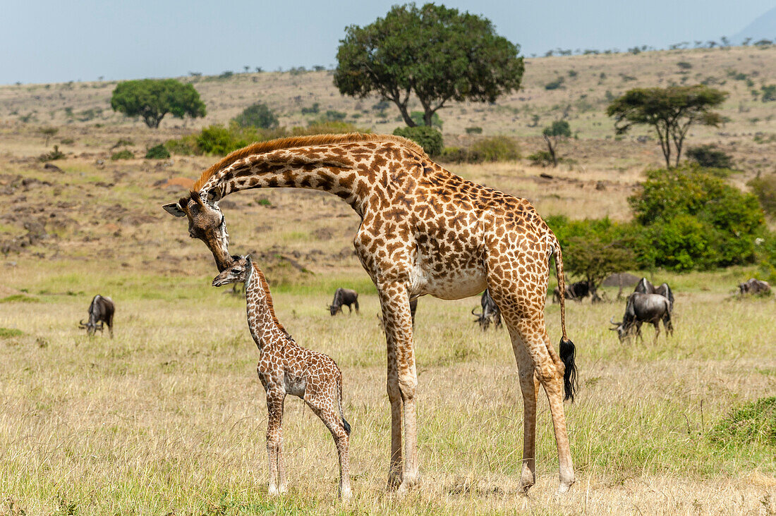 Eine Masai-Giraffenmutter, Giraffa camelopardalis tippelskirchi, mit ihrem neugeborenen Kalb, das noch die Nabelschnur trägt. Masai Mara Nationalreservat, Kenia, Afrika.
