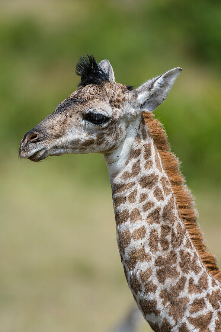 A newborn Masai giraffe, Giraffa camelopardalis tippelskirchi,