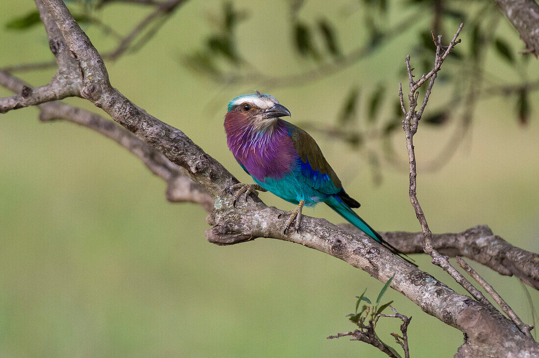 A lilac-breasted roller, Coracias caudata, perching.