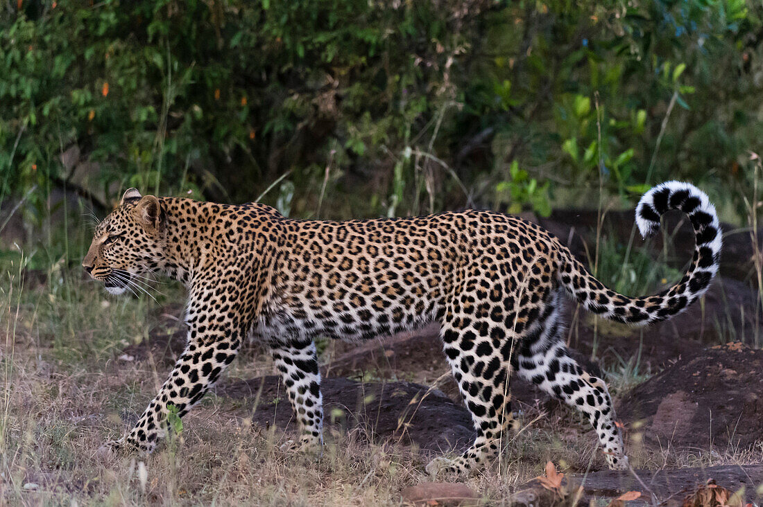 A leopard, Panthera pardus, at Masai Mara National Reserve. Masai Mara National Reserve, Kenya, Africa.