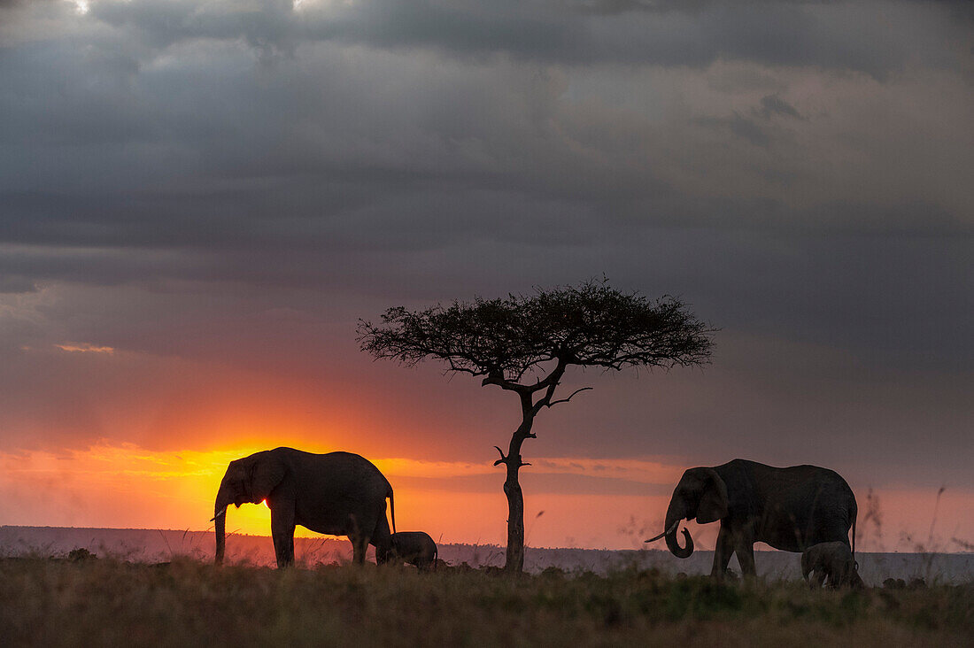 Silhouette of African elephants, Loxodonta africana, walking with their calf at sunset. Masai Mara National Reserve, Kenya, Africa.